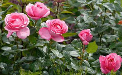 Tea Rose Fleuressence